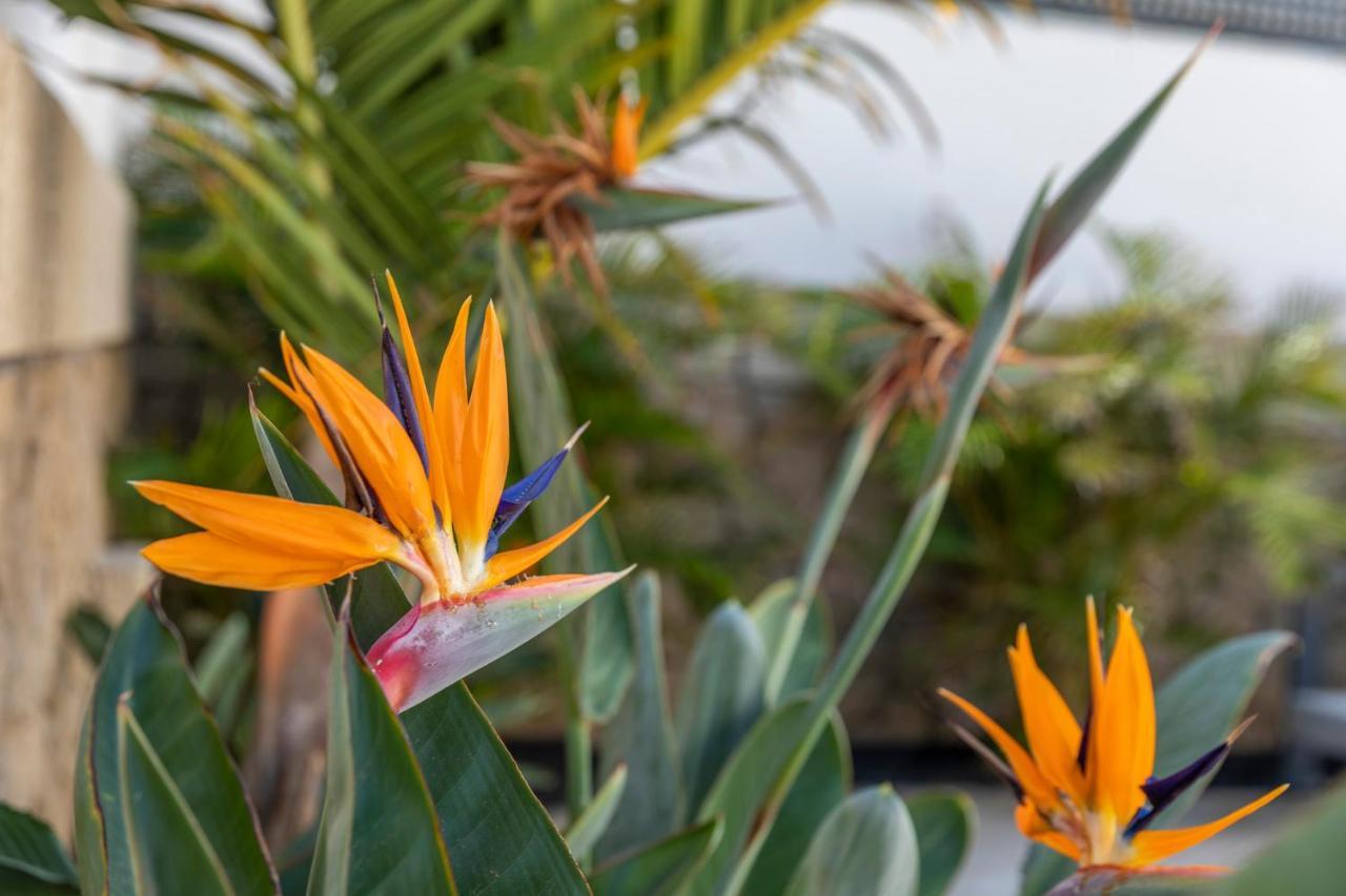 Medano4You The Strelitzia Terrace エル・メダノ エクステリア 写真