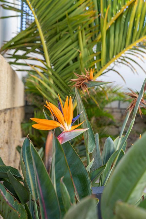Medano4You The Strelitzia Terrace エル・メダノ エクステリア 写真
